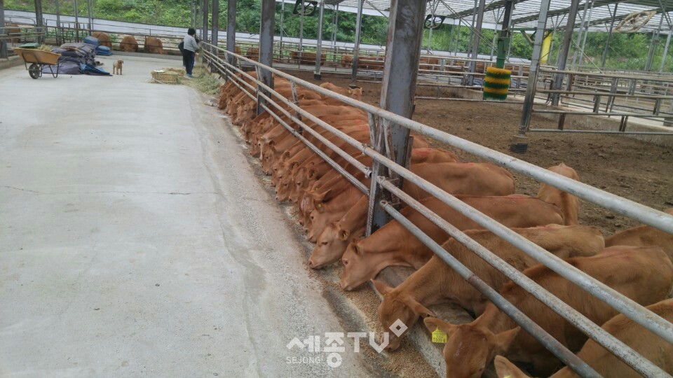 금산군 소재 축사의 모습. (사진제공=금산군청)