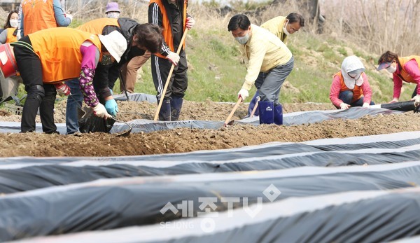 감자 파종 모습. (사진제공=동구청)