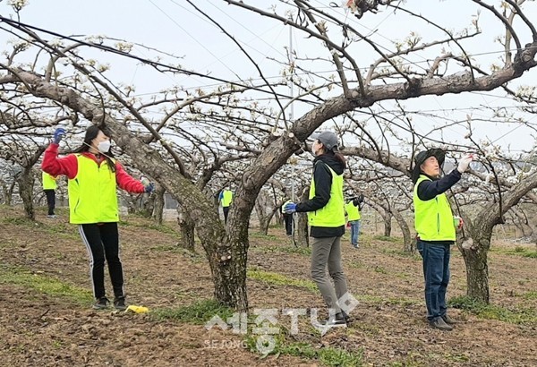 충남농협 길정섭 본부장과 임직원들이 천안지역에서 배 화접에 필요한 부족일손을 도우며 농촌봉사 활동을 펼쳤다. (사진제공=농협 충남지역본부)
