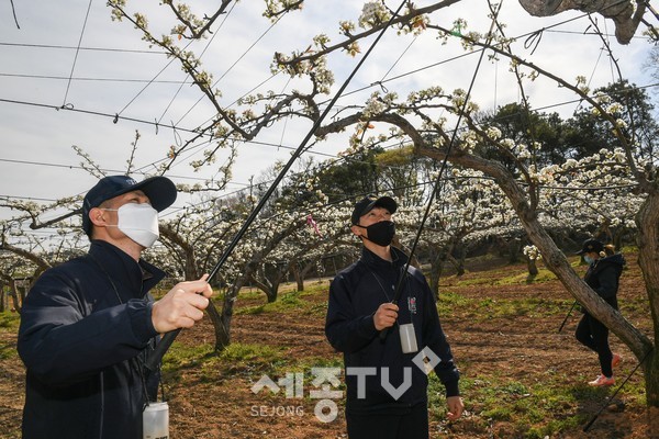 13일 2함대 장병들이 아산시 배 농가에서 배꽃 인공수분 일손돕기에 참여하고 있다. (사진제공= 남호 하사)