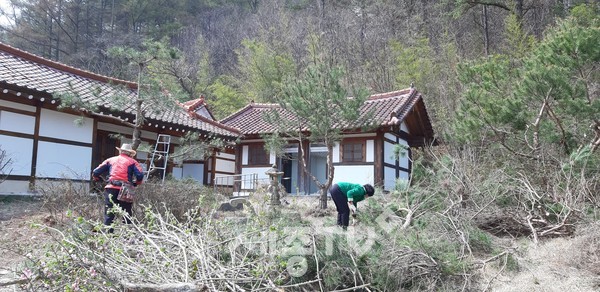 금산 화수목회 연리재 조경수 단장 봉사활동 모습.