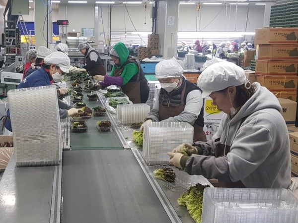 만인산농협 산지유통센터에서 온라인쇼핑으로 주문받은 깻잎과 쌈채소 등 농산물 소포장작업으로 분주하다. (사진제공=농협 충남지역본부)