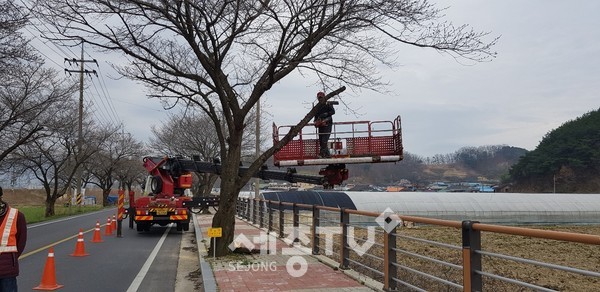 가로수 가지치기 작업 모습.