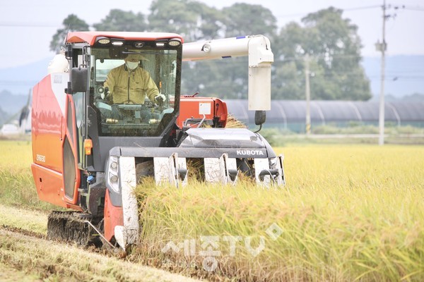 11일 천안시 성남면 대흥리 들녘에서 박상돈 천안시장이 농민들과 올해 천안지역 첫 벼를 수확하고 있다. (사진제공=천안시청)