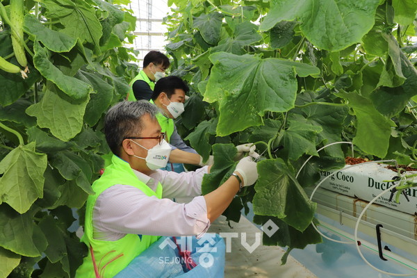 충남세종농협 길정섭 본부장(앞쪽), 석문농협 류재신 조합장(두번째)이 당진시 석문면 위풍당당 스마트팜농장에서 오이 재배를 위한 일손돕기를 실시하고 있다.(충남세종농협 지역본부)