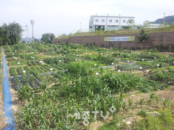 대전농업기술센터 ‘케어팜 도시정원’ 개장-농업기술센터 행복농장