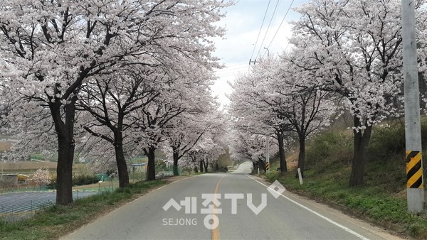 천안시 북면 벚꽃길.(사진=천안시)