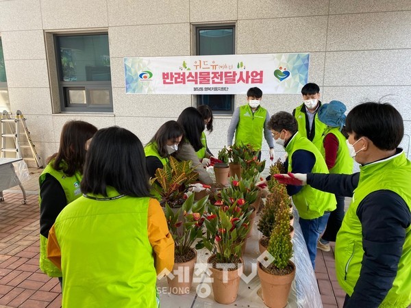 천안시 불당동행복키움지원단이 31일 녹색식물을 식재한 화분을 지역 내 홀몸노인에게 전달했다.(사진=천안시 제공)