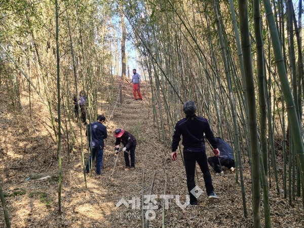 면천면 주민자치회 대숲바람길 정비중인 모습.(사진=당진시)