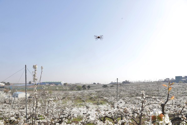 천안시 관계자들이 인력 대신 드론을 활용한 배꽃 수분 작업을 하는 모습.(사진=천안시)