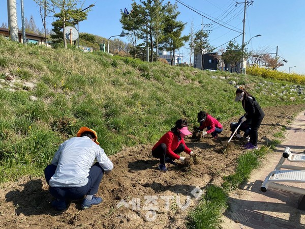 천안시 일봉동이 8일 용곡동 일대 천안천에 꽃길을 조성했다.(사진=천안시)