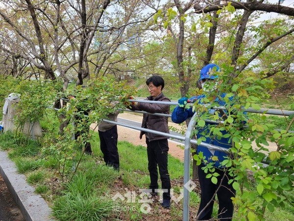 천안시 원성2동이 지난 13일 원성천변 제방상단 도로접경지 일대에 장미꽃길 조성사업을 실시했다.(사진=천안시)