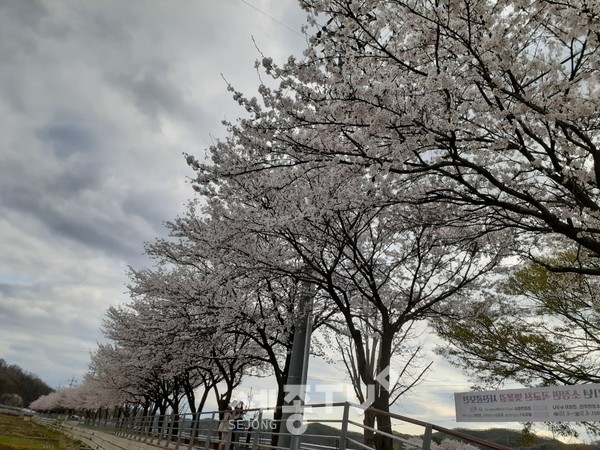 곡교천벚꽃길사진공모전최우수작.