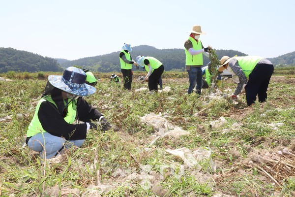 지난 6월21일 충남세종농협 임직원과 공주대학교, 한서대학교 학생들이 일손부족으로 마늘수확에 어려움을 겪고 있는 서산시 부석면 마늘농가를 찾아 일손돕기 자원봉사활동을 펼쳤다.(사진=충남세종농협 제공)