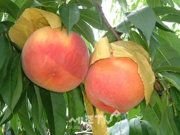 류종도모습(농업기술센터)