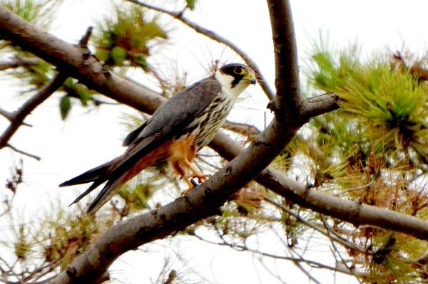 국립세종수목원을 찾은 새호리기가 늠름한 자태를 뽐내고 있다.(사진=국립세종수목원)