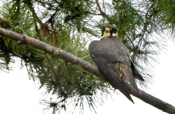 국립세종수목원을 찾은 새호리기가 주변을 둘러보고 있다.(사진=국립세종수목원)