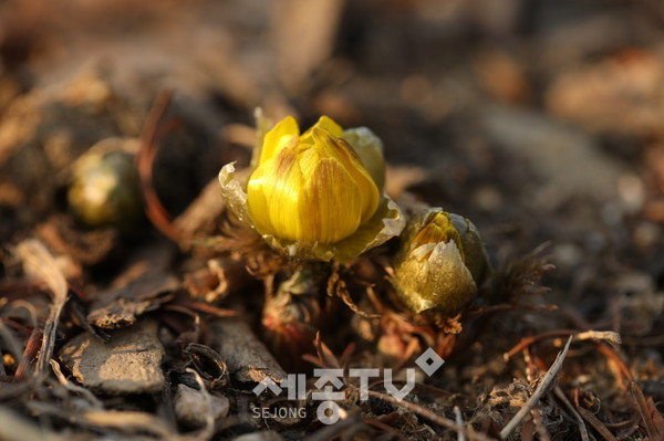 개화전 꽃봉오리 상태인 세복수초.(세복수초는 ‘복과 장수’를 기원하는 풀로써 봅꽃 전령사로 불린다.)