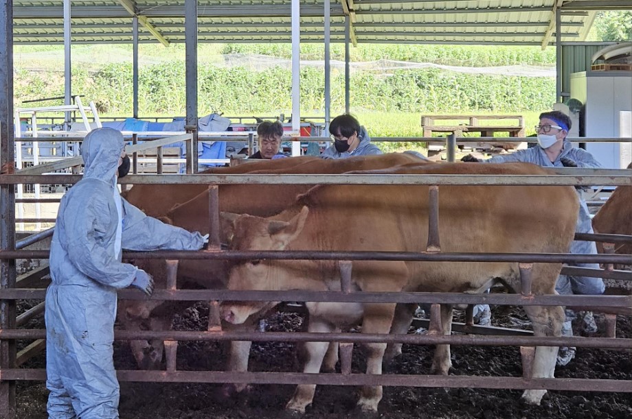 (사진=세종시 가축방역관이 관내 한 축산농가에서 구제역 백신 접종을 하고 있는 장면)