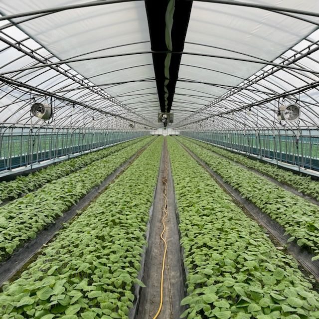 0131 농정과 - 금산군, 깻잎 연매출 사상 최고 763억 원 달성 (2)