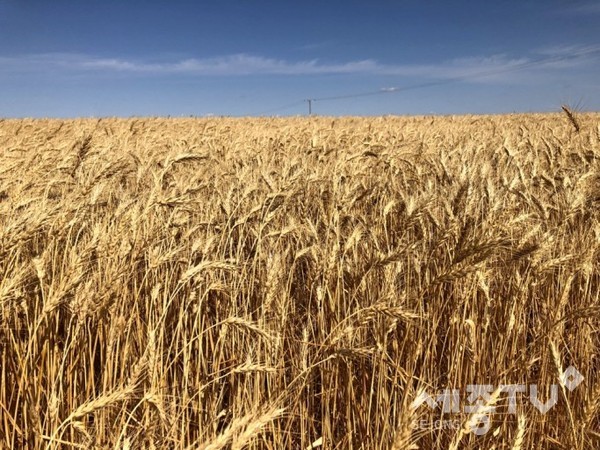 해외 유전자 변형 식물 재배 이미지