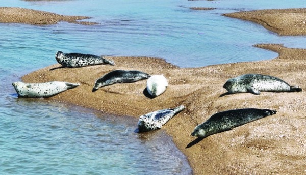 가로림만 점박이 물범