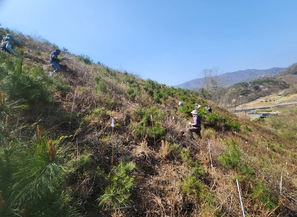 산림 조림 완룐