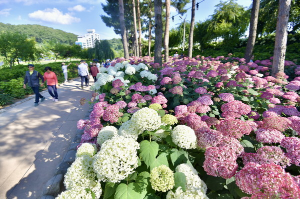 지난해 공주 유구색동수국정원 꽃 축제