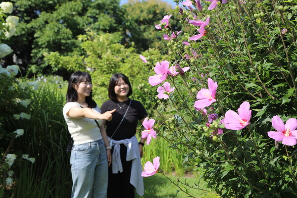 천리포수목원 무궁화동산을 찾은 탐방객들이 활짝 핀 무궁화를 감상하고 있다./사진제공=천리포수목원