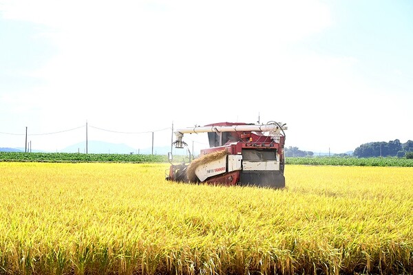 파주시는 비무장지대인 대성동 마을에서 재배한 국내 최초의 남북 교배 품종 파주쌀 ‘평화미소’를 추석 햅쌀로 판매키 위해 사전 예약을 접수 중이다. 벼 추수 모습(사진=파주시청)